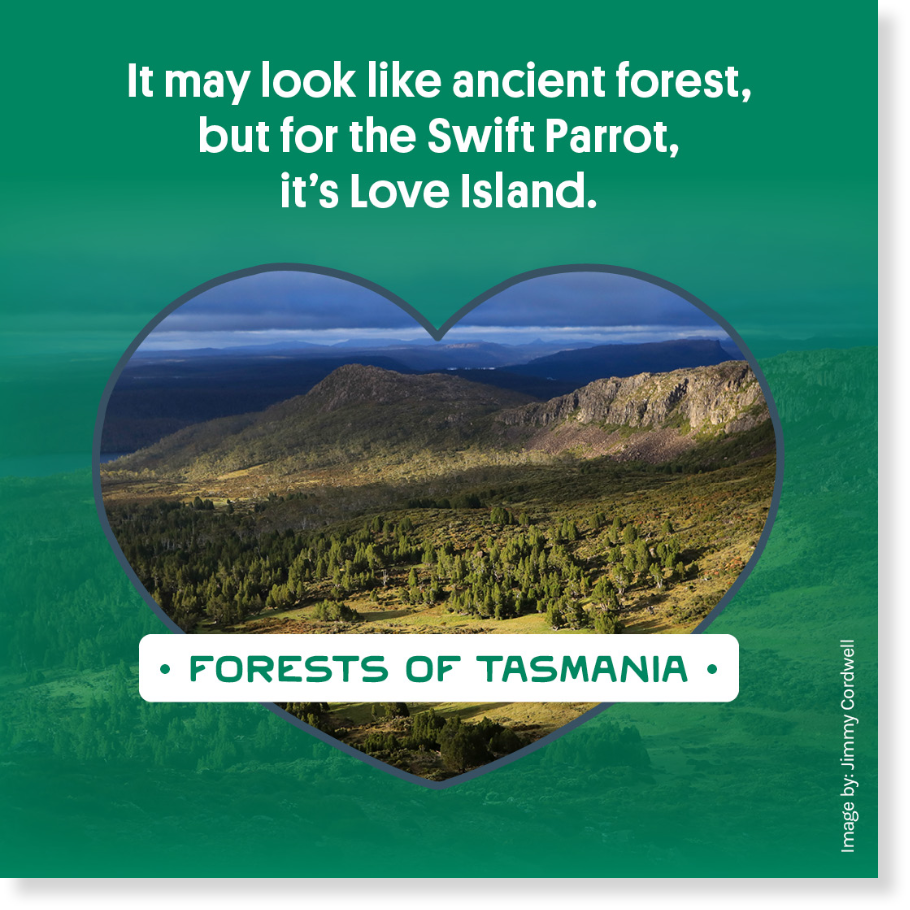 Forest of tasmania